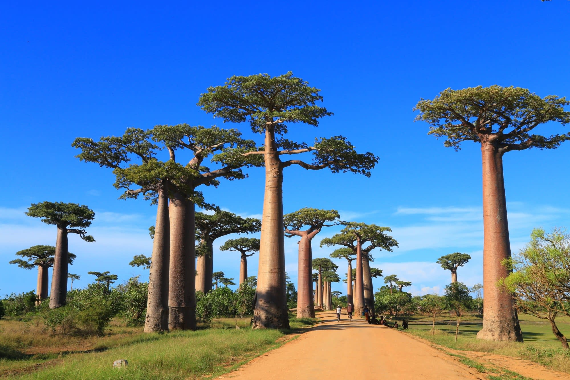 Höhepunkte Madagaskars ab Antananarivo: Baobab Bäume