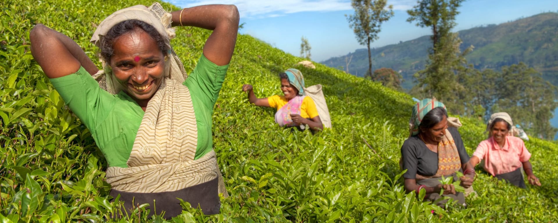 Authentisches Sri Lanka ab Colombo: Sri Lanka Teepflückerinnen