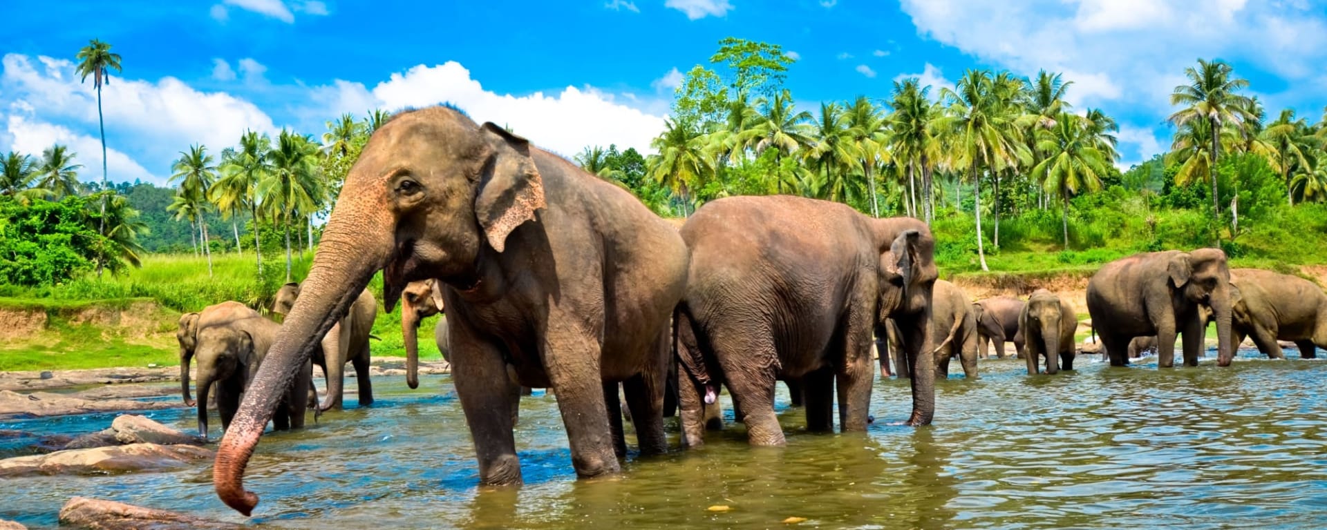 Authentisches Sri Lanka ab Colombo: Sri Lanka Elefantengruppe im Fluss