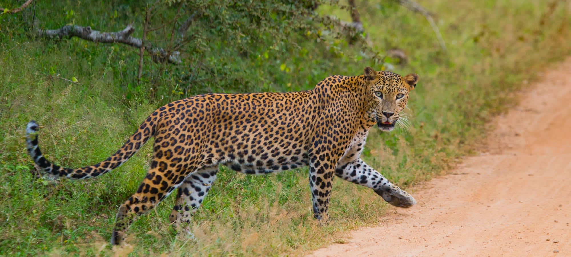 Authentisches Sri Lanka ab Colombo: Sri Lanka Leopard