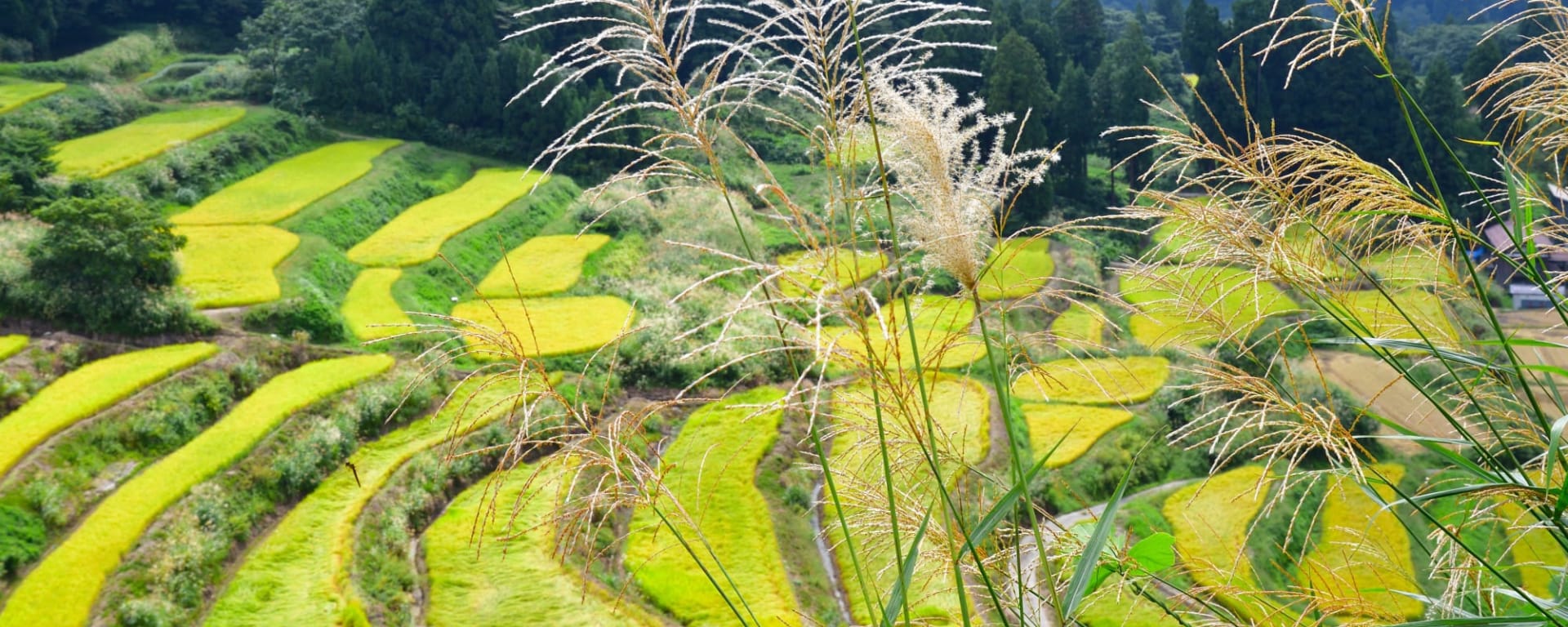 Niigata - World of Rice ab Tokio: Japan Niigata Reisfeld
