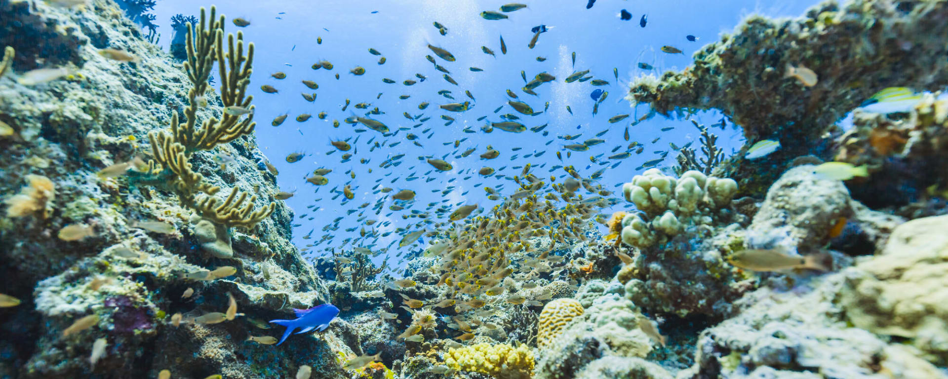 Okinawa Island Escape: Japan Ishigaki Unterwasserwelt