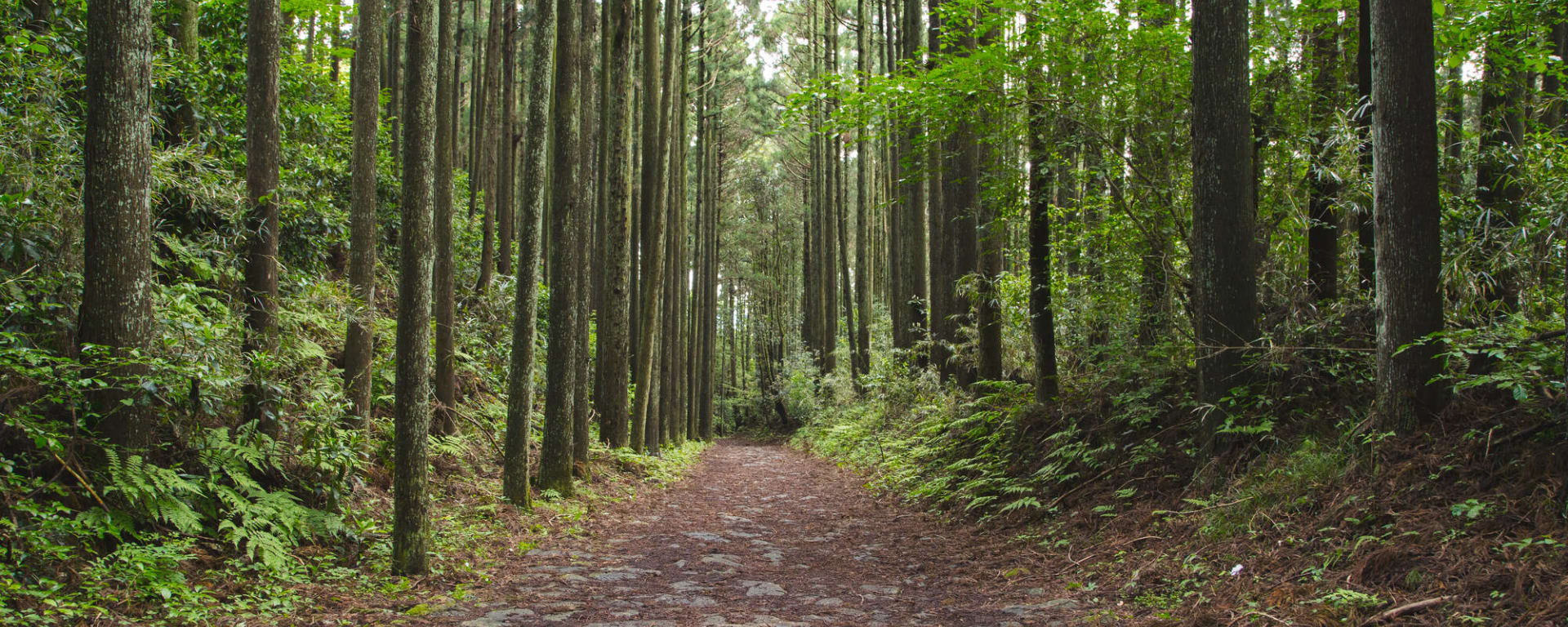 Soft Adventure Japan ab Tokio: Japan Hakone Old Tokaido Trail