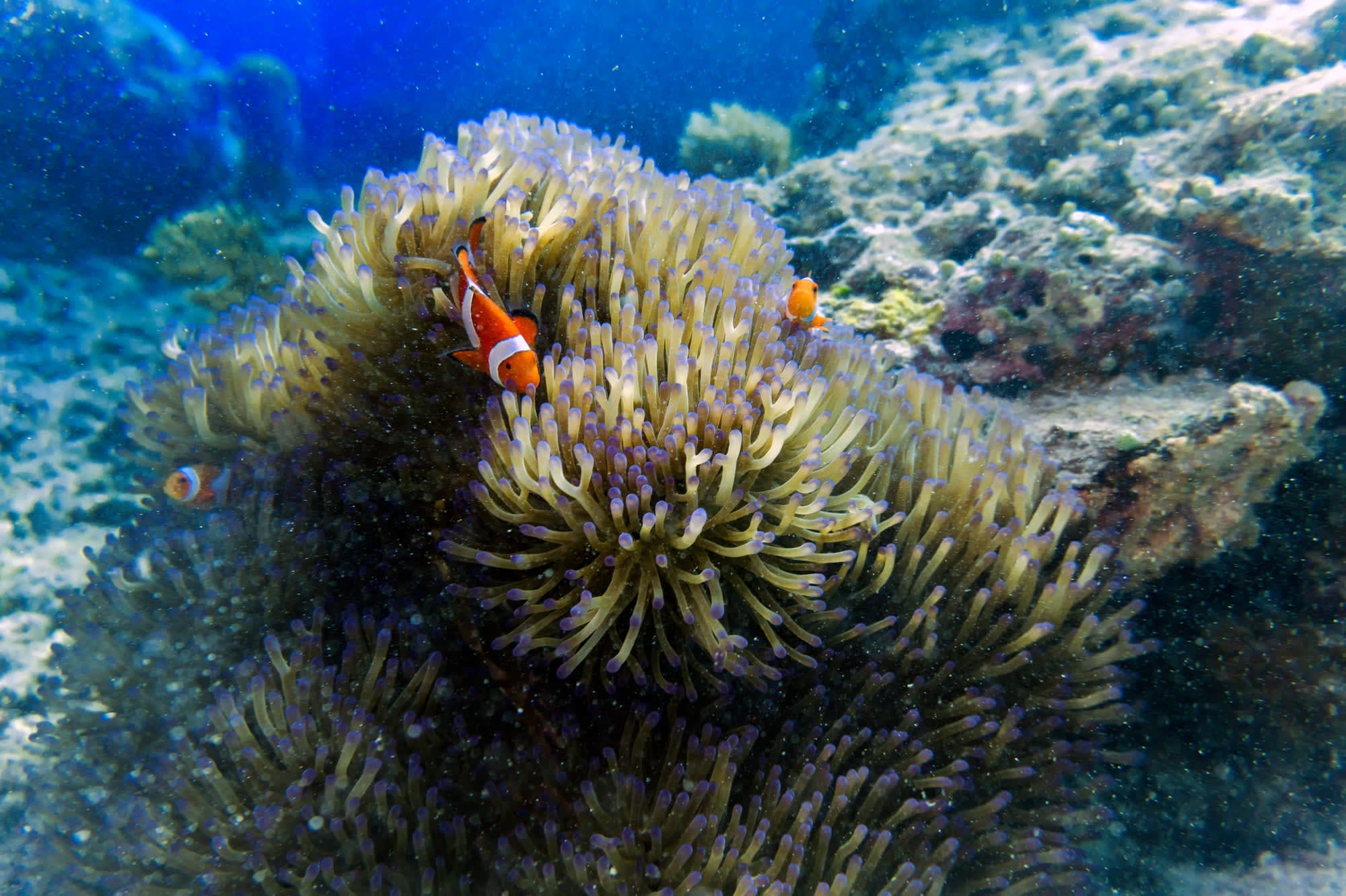 Okinawa Island Escape: Japan Ishigaki Unterwasserwelt