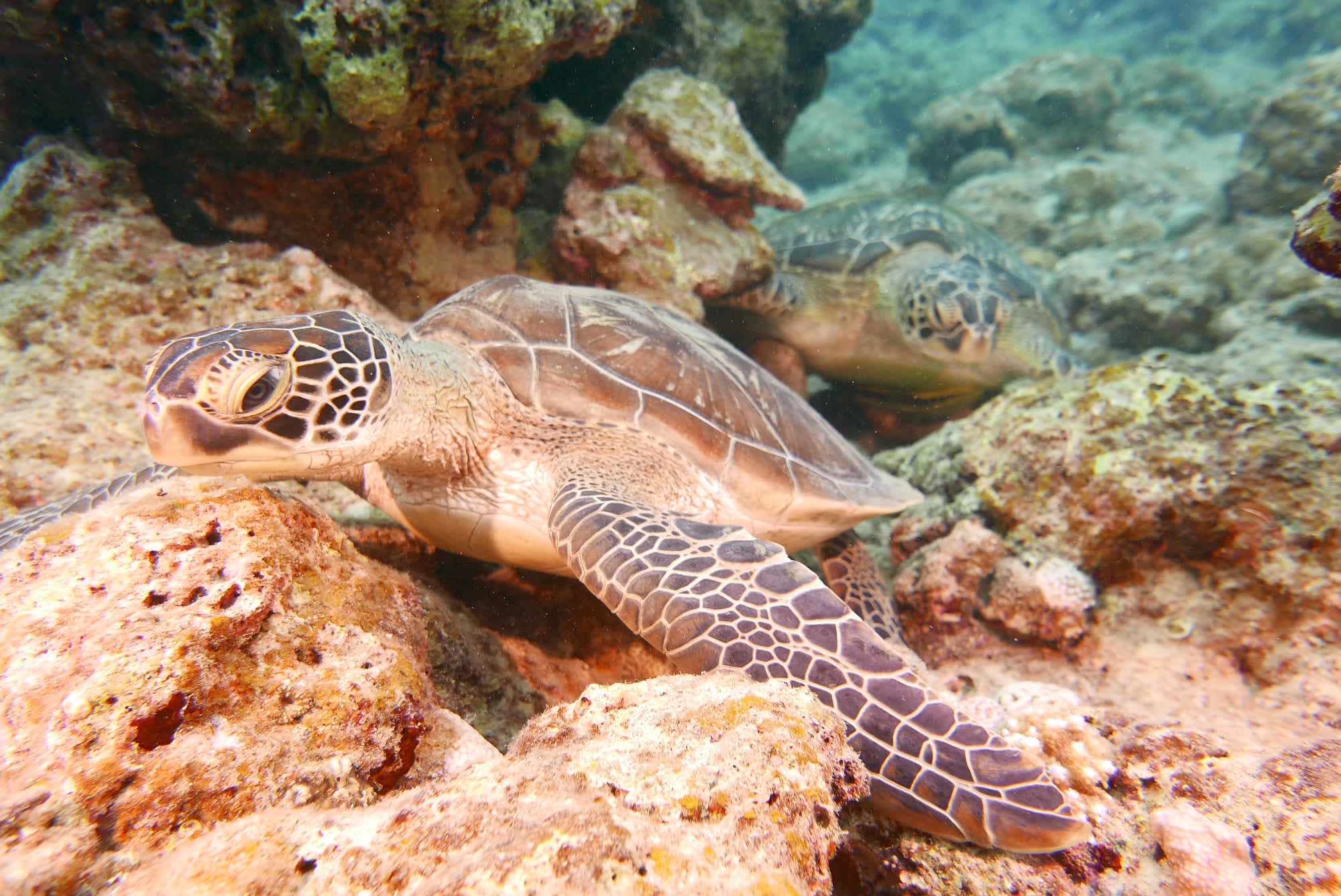 Okinawa Island Escape: Japan Ishigaki Scuba Diving Schildkröte