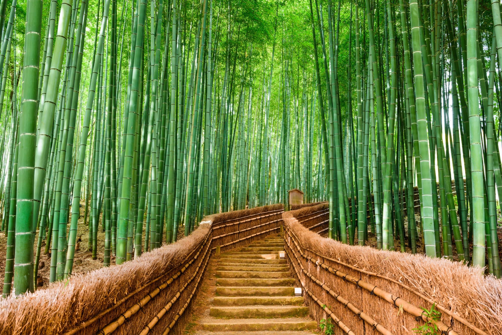 Soft Adventure Japan ab Tokio: Japan Kyoto Bambus Weg