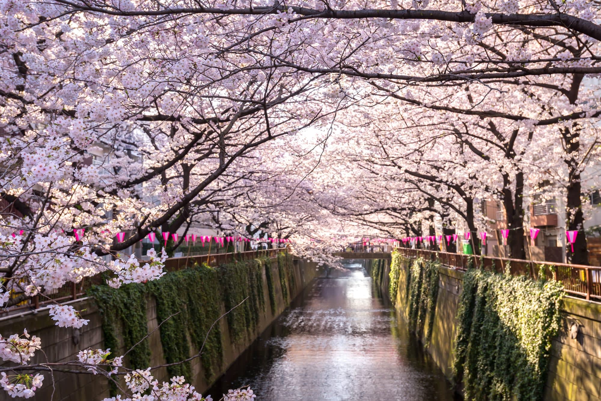 Soft Adventure Japan ab Tokio: Japan Tokio Kirschblüte