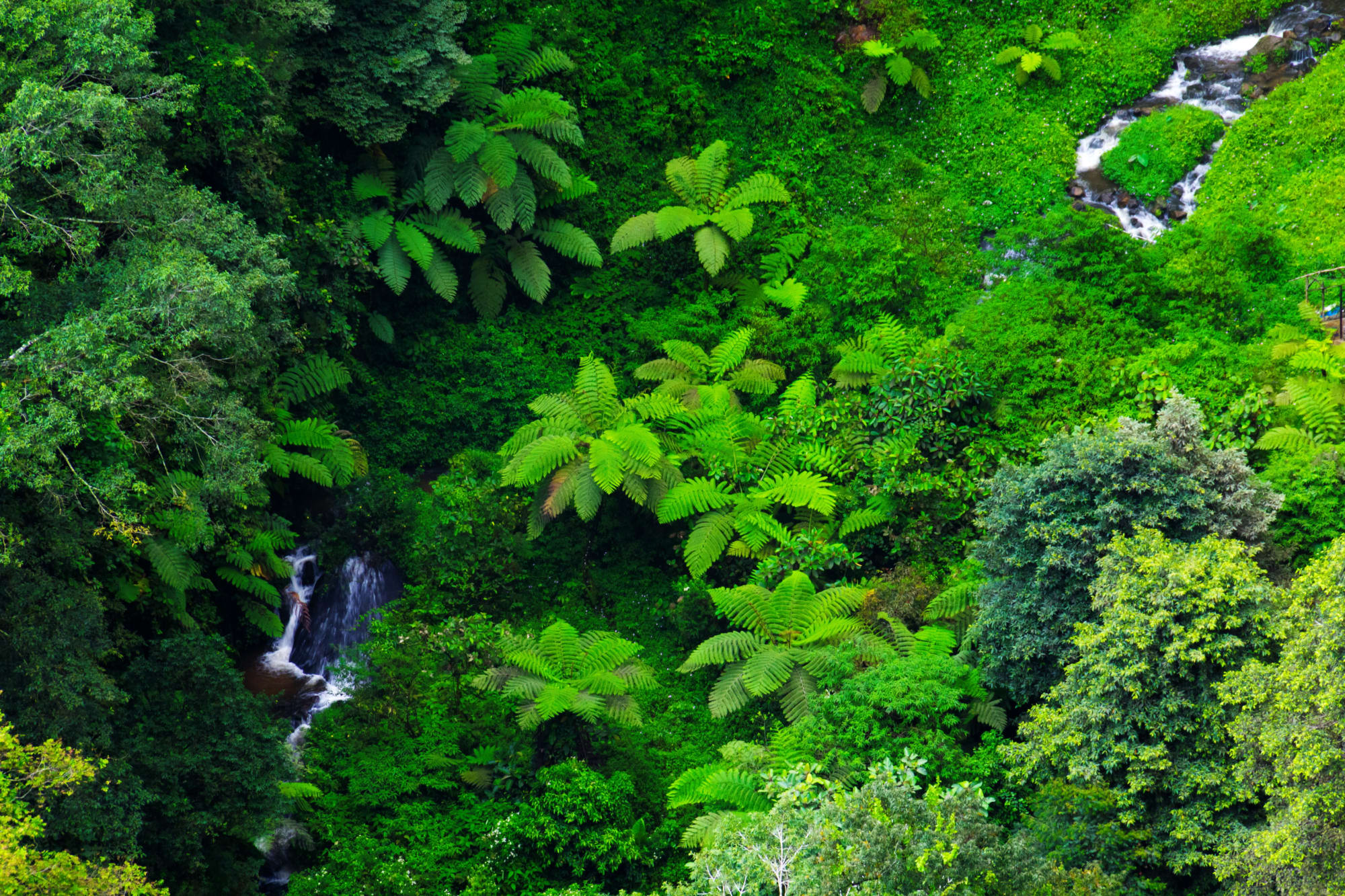Im Reich der Orang Utans - Kurztour Gunung Leuser NP ab Medan: Indonesien Sumatra Gunung Leuser Nationalpark 