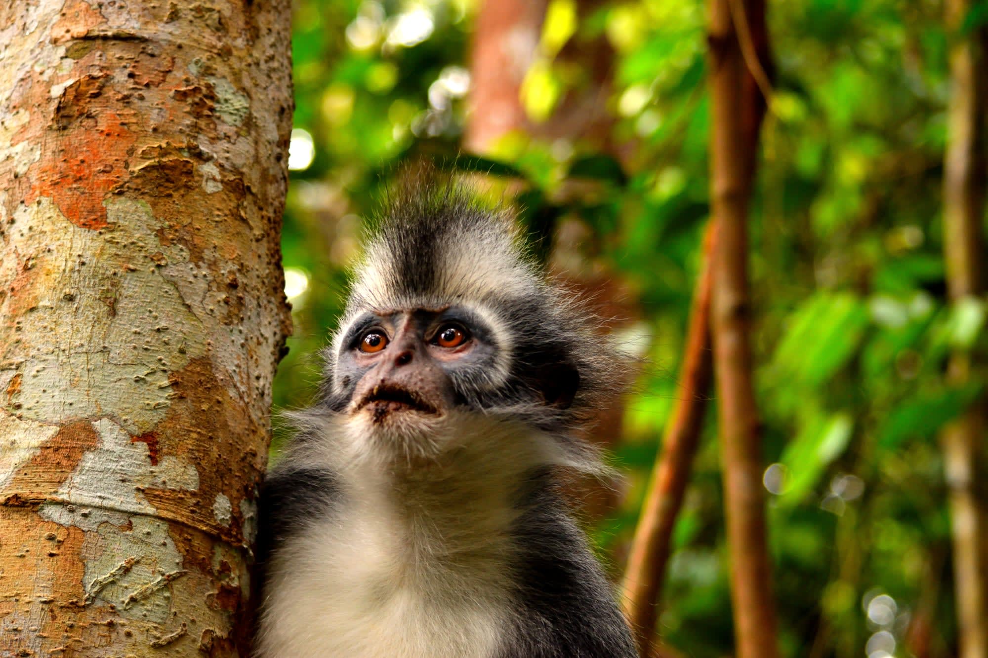 Im Reich der Orang Utans - Kurztour Gunung Leuser NP ab Medan: Indonesien Sumatra Gunung Leuser Nationalpark Thomas-Langur