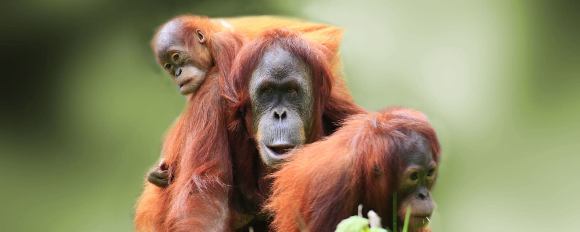 TaWOW: Abenteuer Borneo ab Tawau: Borneo Orang Utan Familie