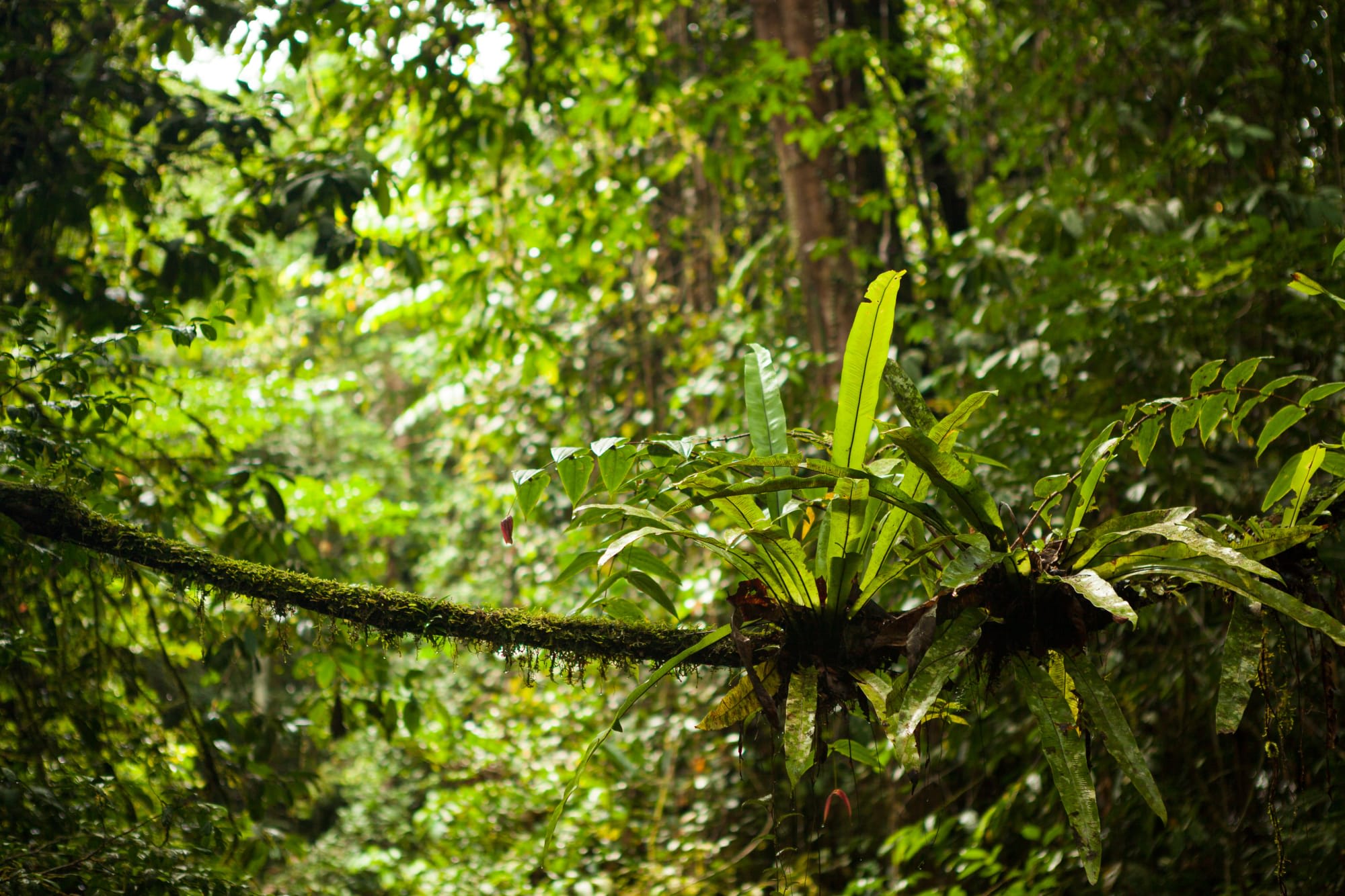 TaWOW: Abenteuer Borneo ab Tawau: Borneo Sabah Regenwald 