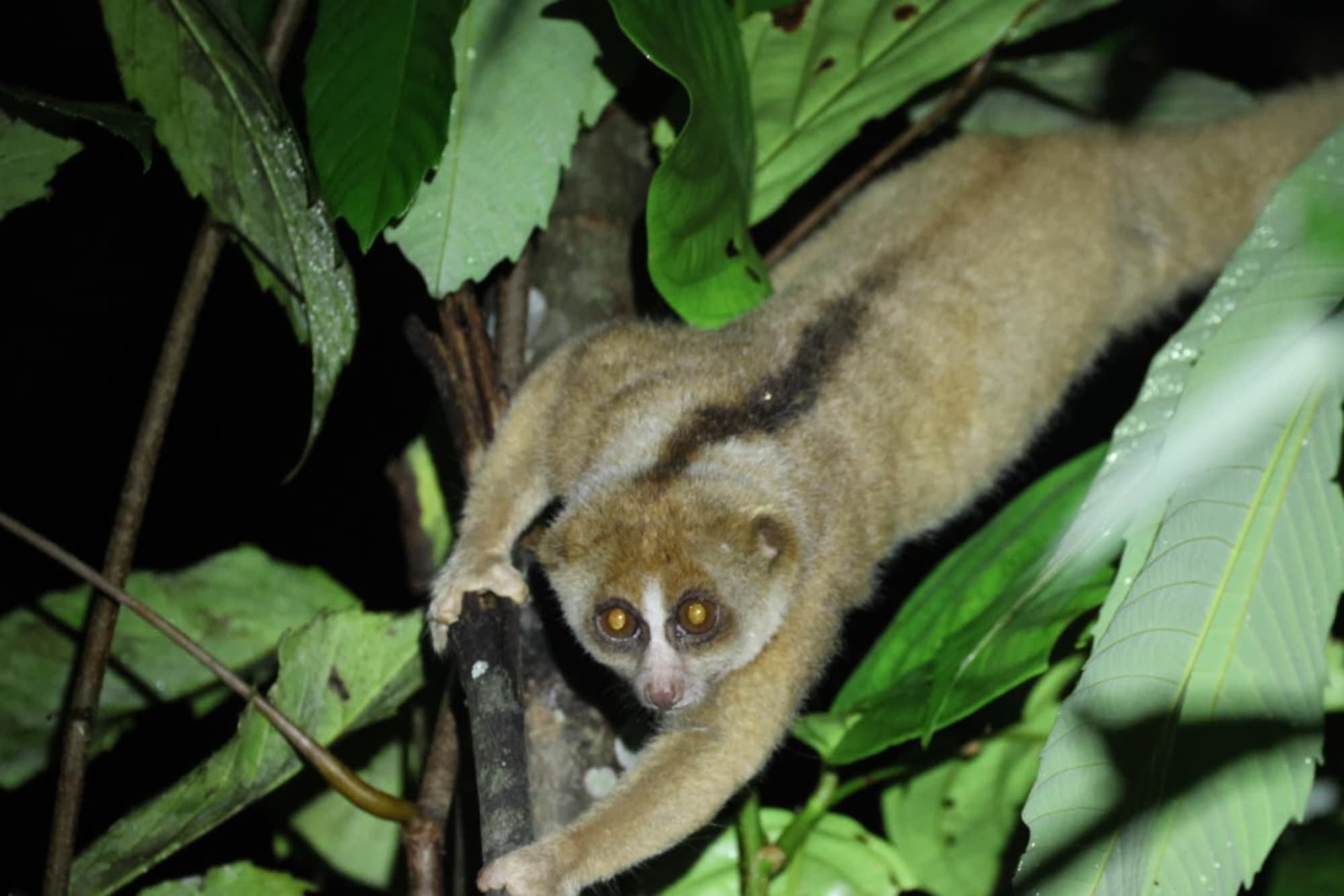 TaWOW: Abenteuer Borneo ab Tawau: TaWOW: Abenteuer Borneo
