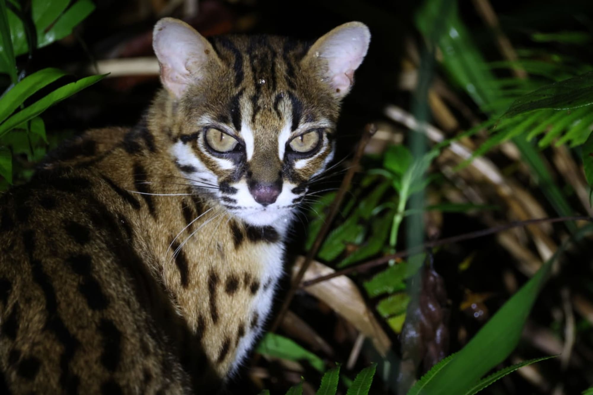 TaWOW: Abenteuer Borneo ab Tawau: TaWOW: Abenteuer Borneo