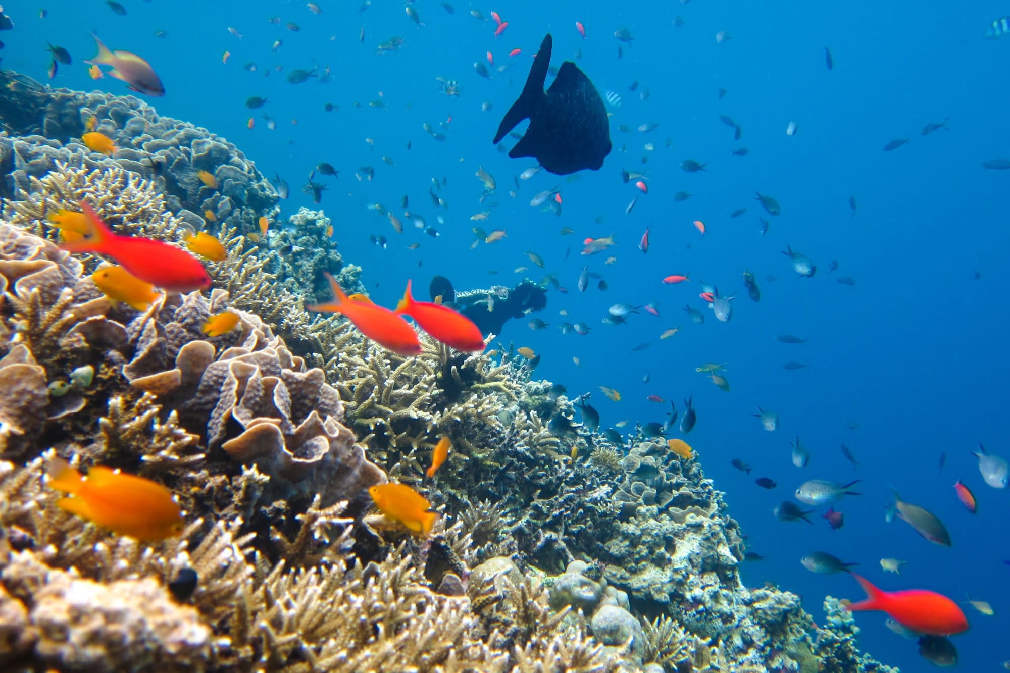 Menjangan: Dschungel & Meer ab Süd-Bali: Indonesien Bali Menjangan