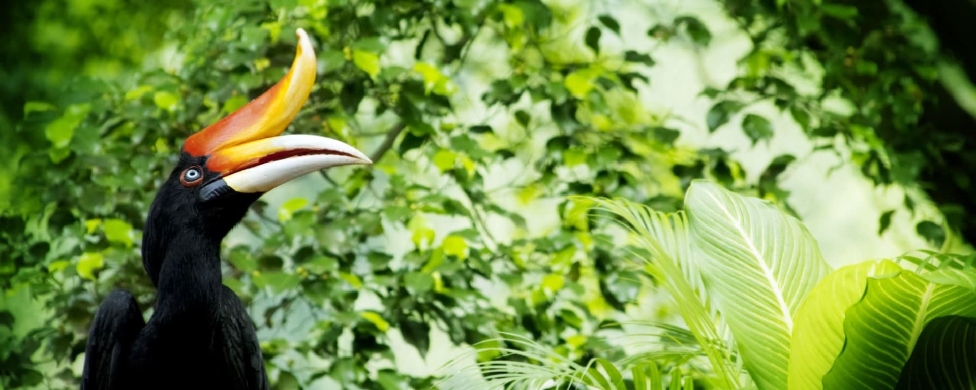 Kinabatangan: Flusskreuzfahrt durch Borneos Regenwald ab Sandakan: Borneo Sabah Hornbill