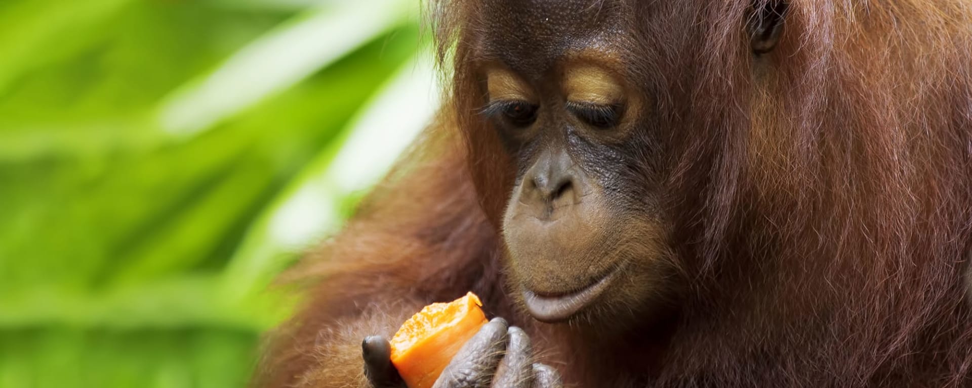 Kinabatangan: Flusskreuzfahrt durch Borneos Regenwald ab Sandakan: Borneo Sabah Orang Utan