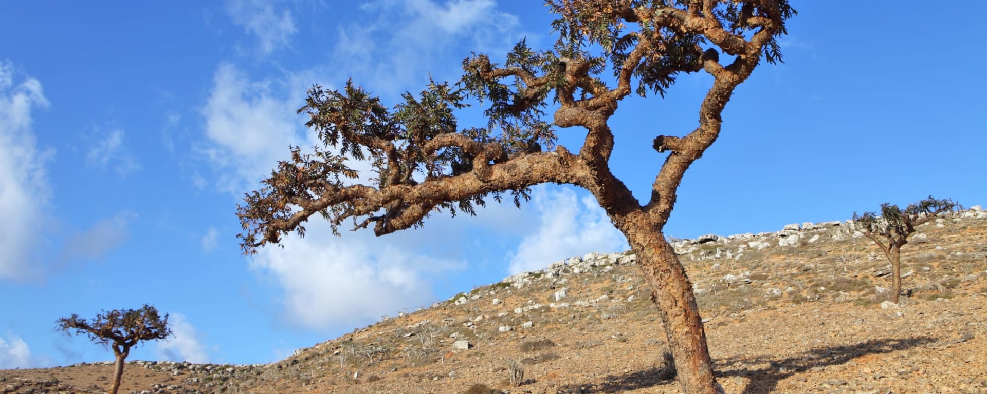 Abenteuer Wüste ab Salalah: Oman Weihrauchbaum