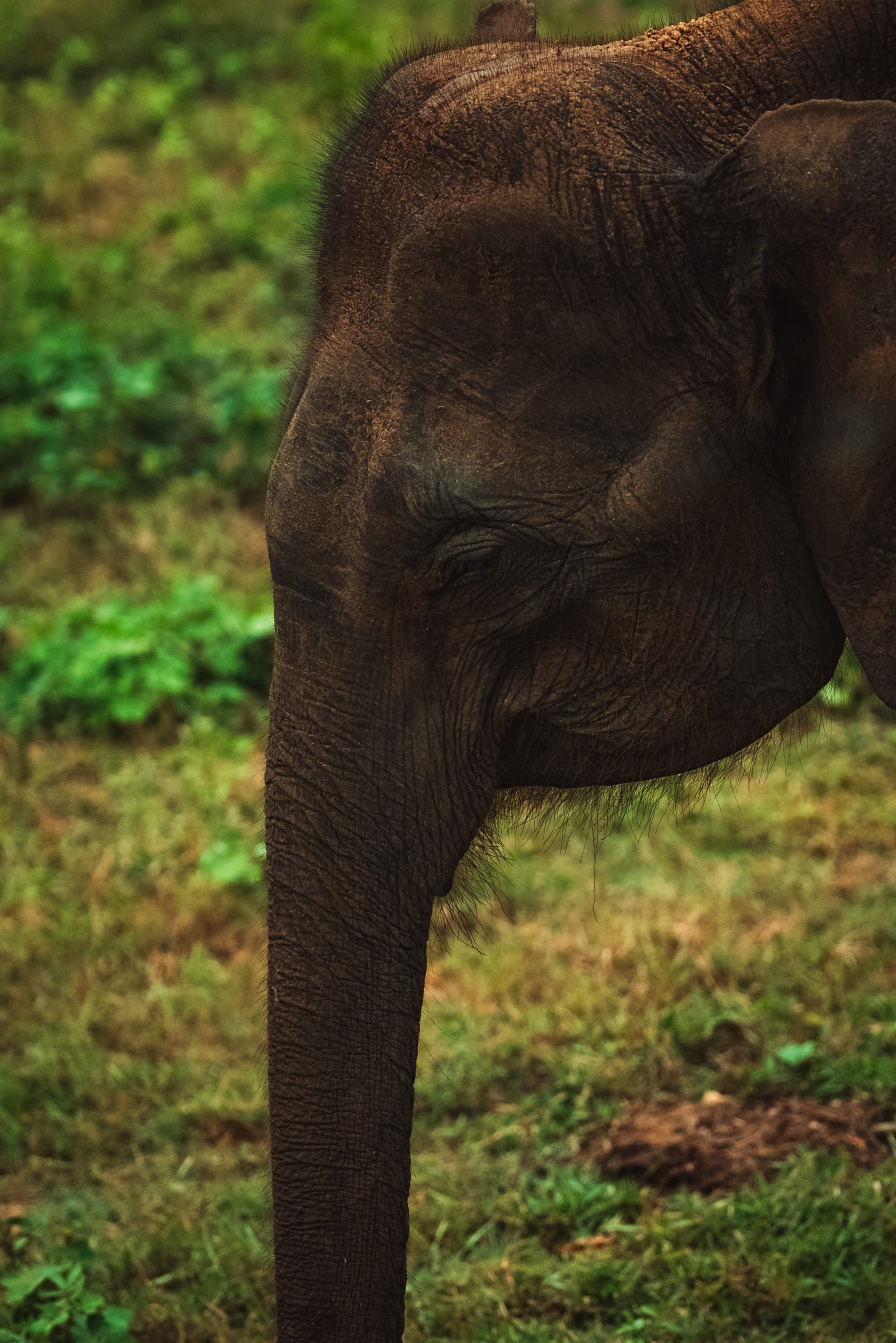 Sri Lankas Sommerroute ab Colombo: Sri Lanka Elefant