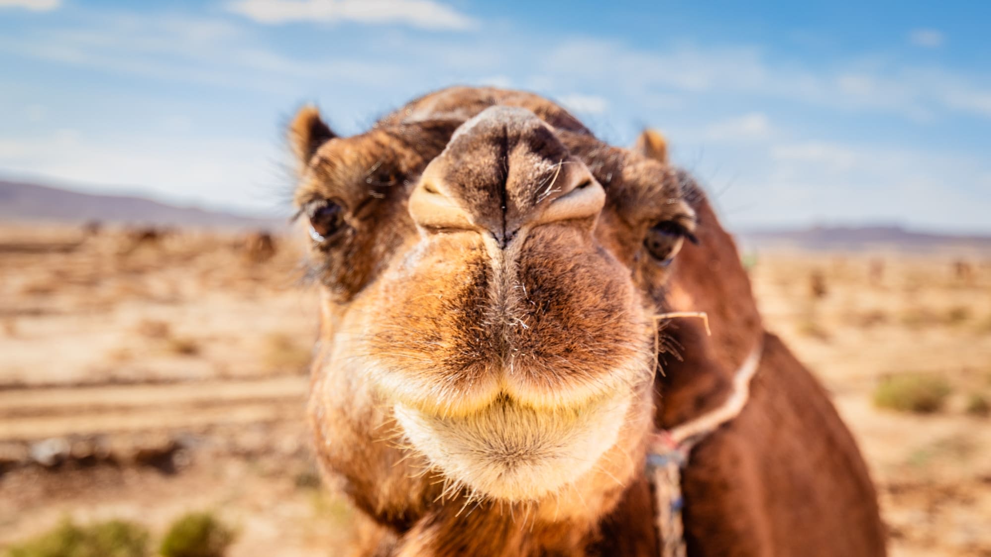 Zwischen Atlas, Wüste und Meer ab Marrakesch: Marokko Wüste Dromedar