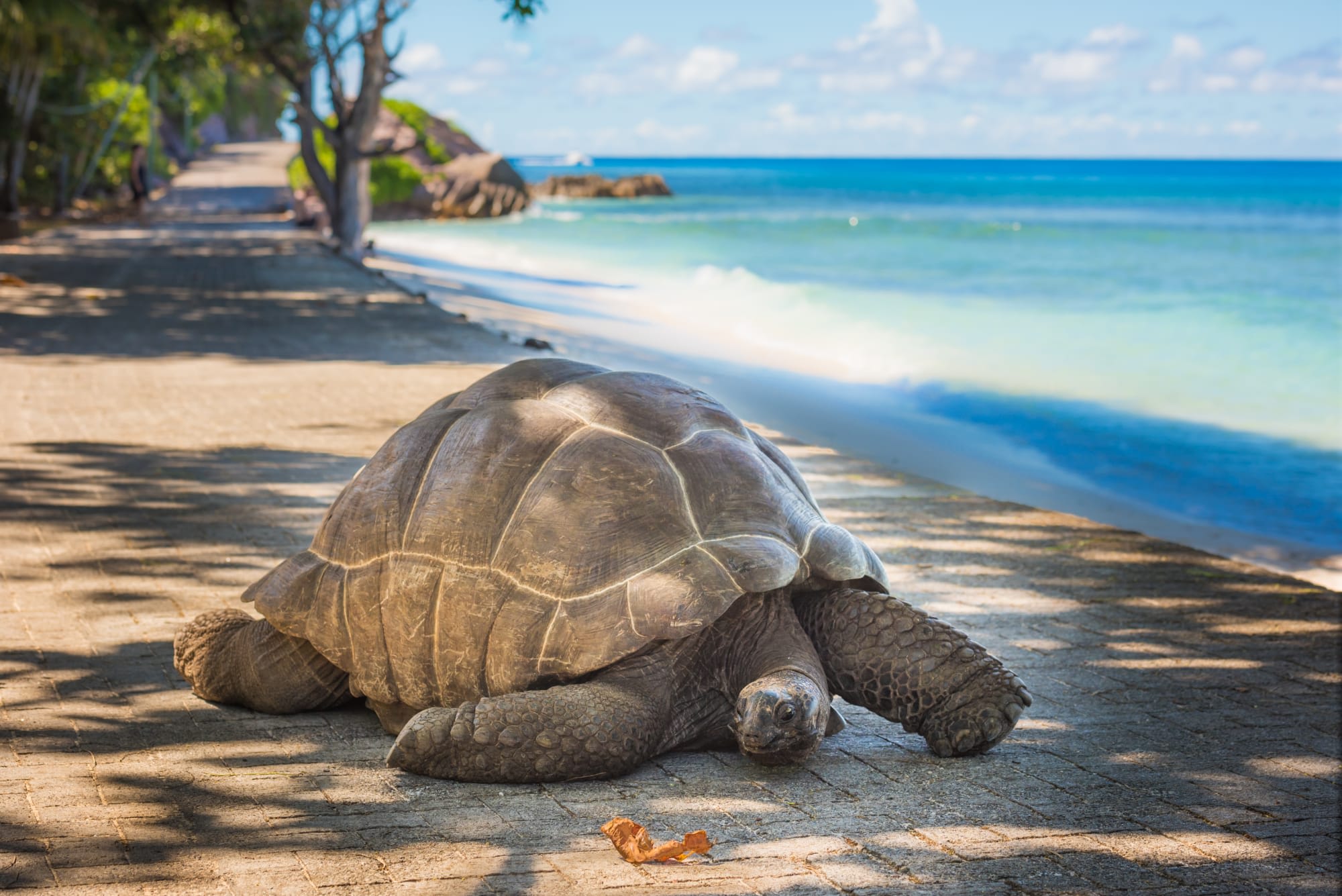 Silhouette Dream Premium ab Mahé: Seychellen Schildkröte