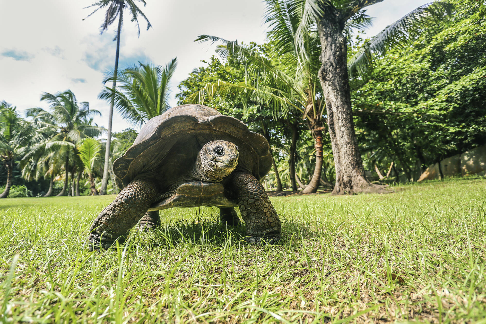 Praslin Dream Premium ab Mahé: Seychellen Landschildkröte