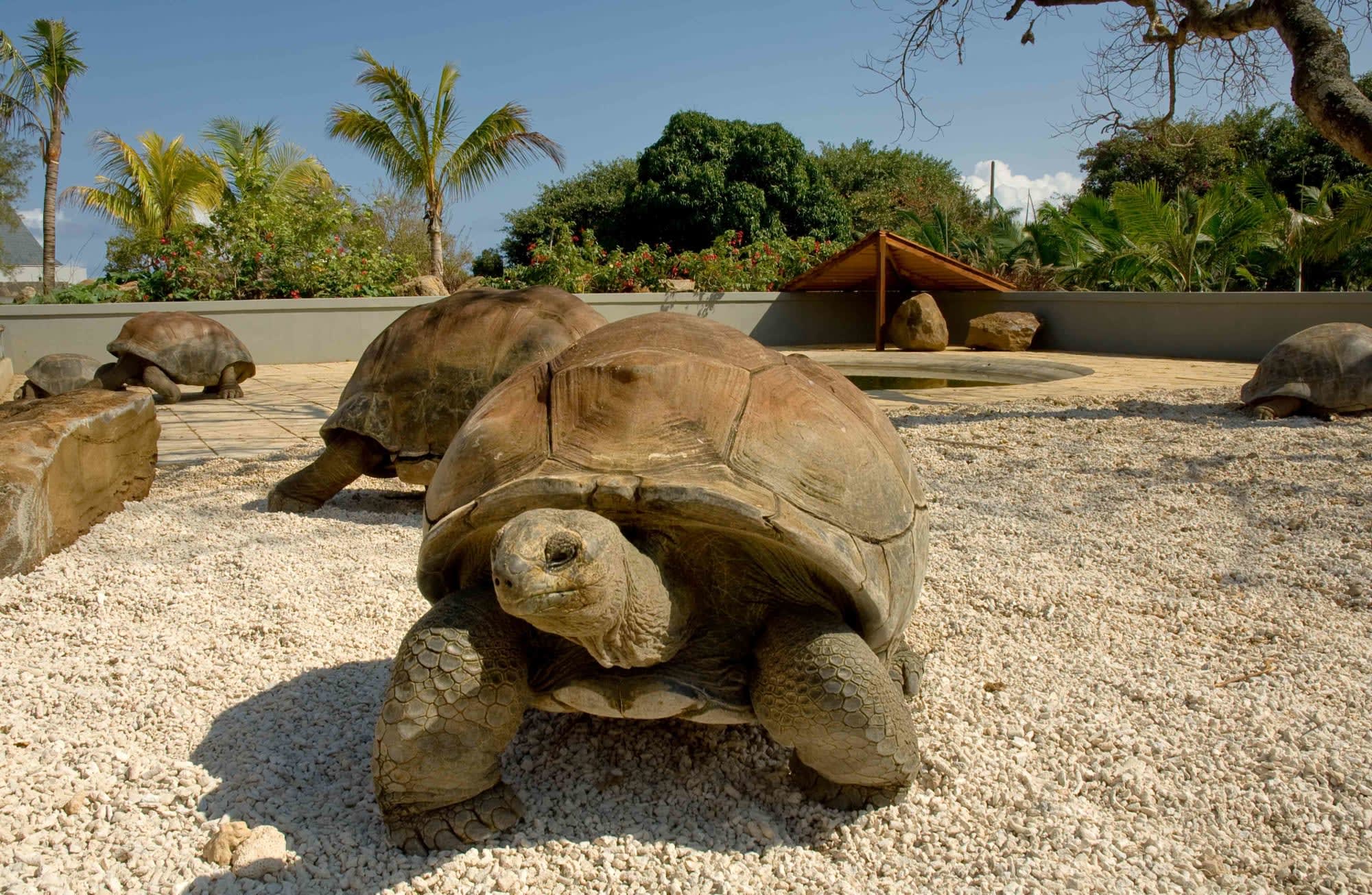 Maritim Resort & Spa Mauritius in Nord | Nordwesten: Tierfarm
