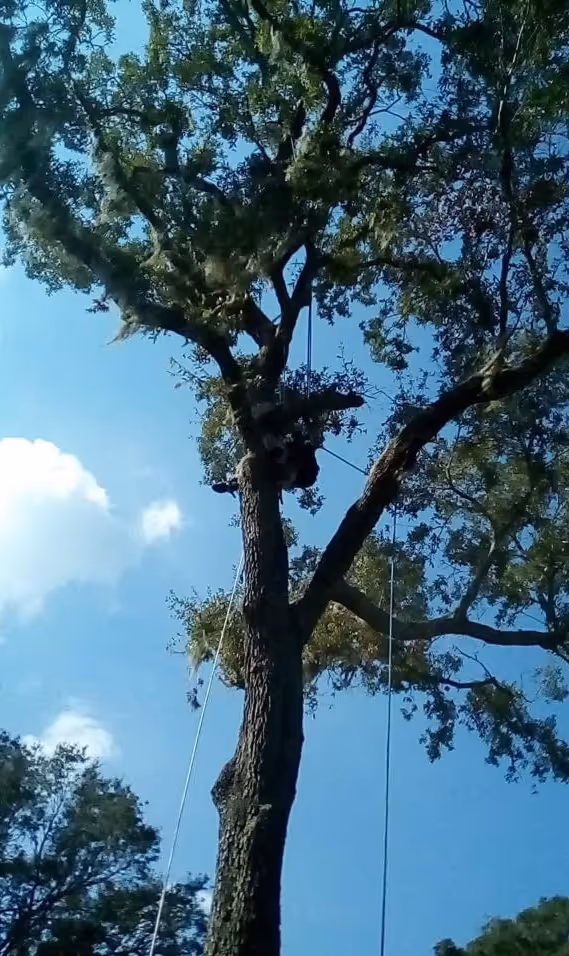 Person climbing a tall tree using ropes and safety gear against a clear blue sky.