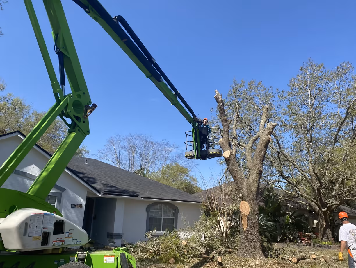Man on hydraulic lift cutting branches from a large tree near a house on a clear day.