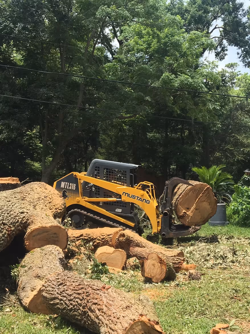 Yellow Mustang MTL316 skid steer loader lifting a large cut tree log in a wooded area with other logs scattered on the grass.
