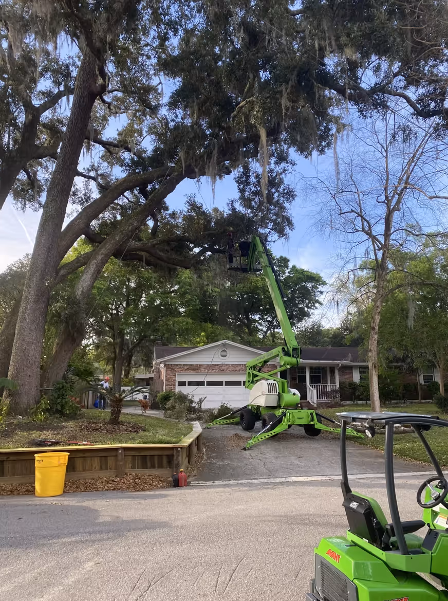 Green cherry picker lifting a worker trimming moss from a large oak tree in front of a suburban house with a brick facade.