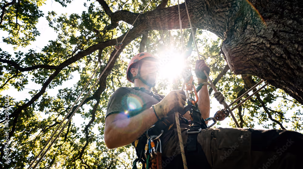Arborist wearing a helmet and safety harness climbing a large tree using ropes with sunlight filtering through leaves.