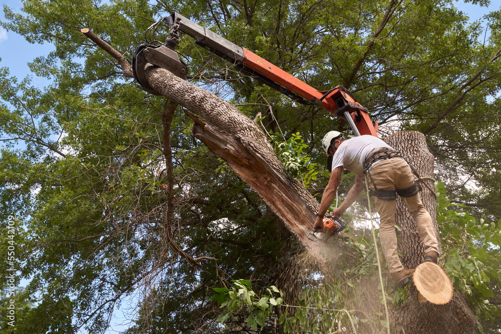 Tree worker wearing a helmet using a chainsaw to cut a large tree branch supported by a crane arm.