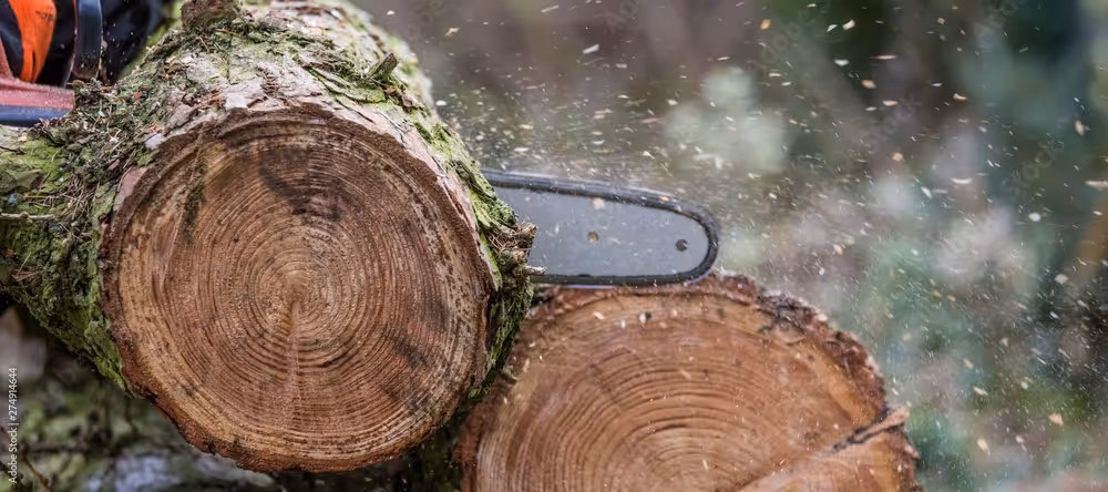 Close-up of a chainsaw cutting through a mossy tree trunk outdoors.