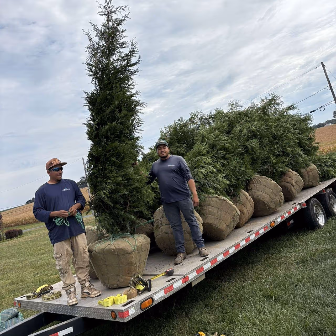 professional tree planting near me 
