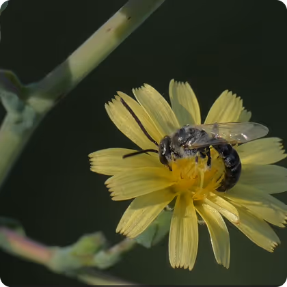 Close-up of a bee collecting pollen from a yellow flower
