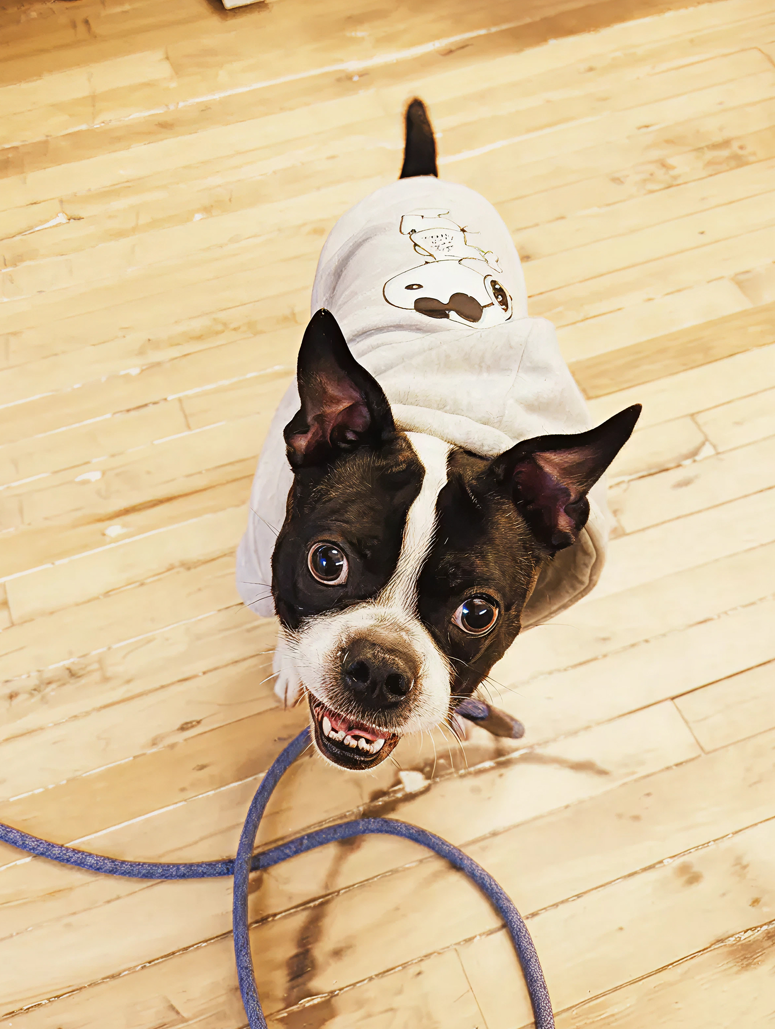 Small black and white dog wearing a light gray hoodie with a cartoon design, standing on a wooden floor with a blue leash.