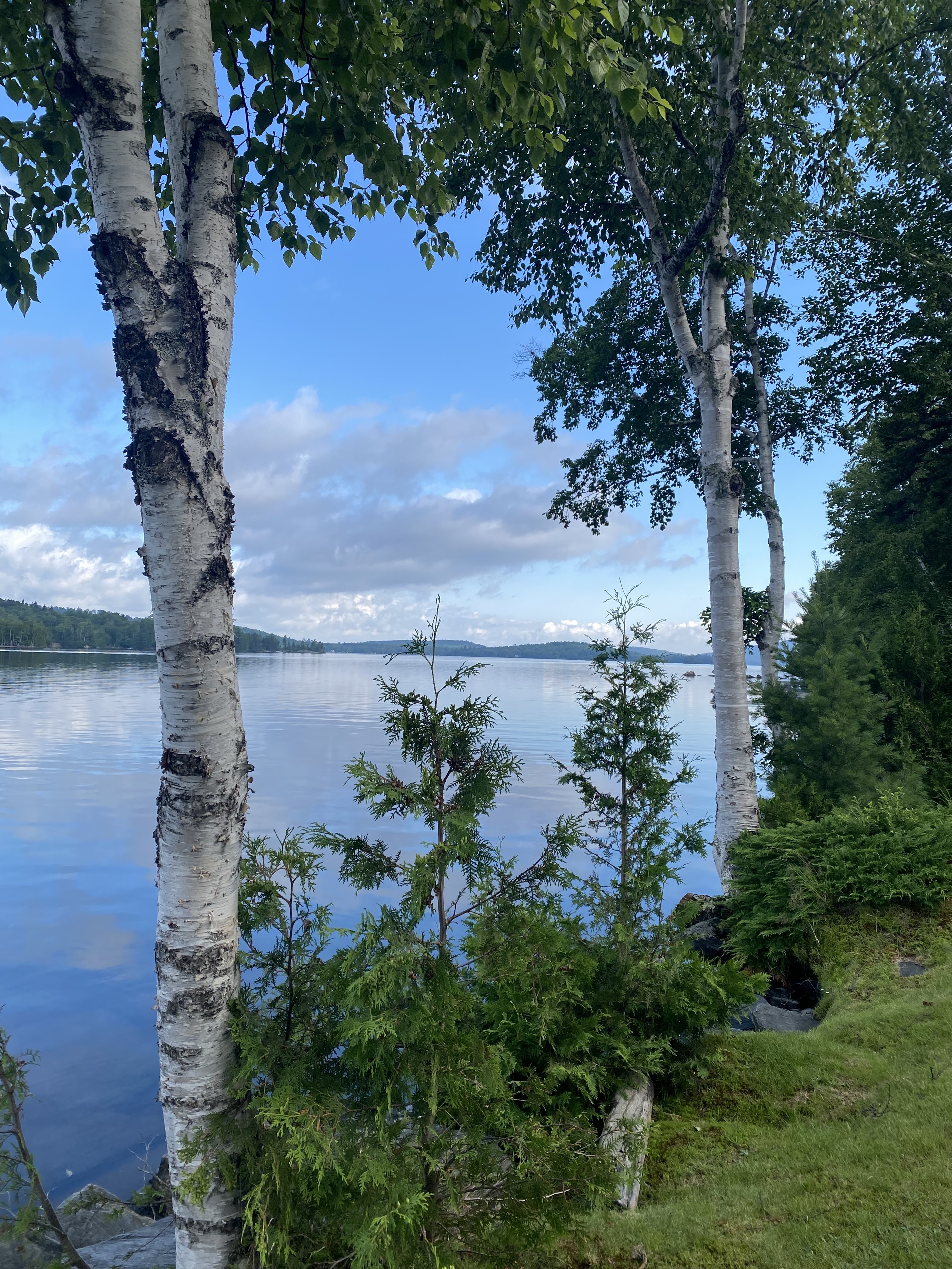 Calm lake viewed through birch and evergreen trees with grassy shore and partly cloudy blue sky.