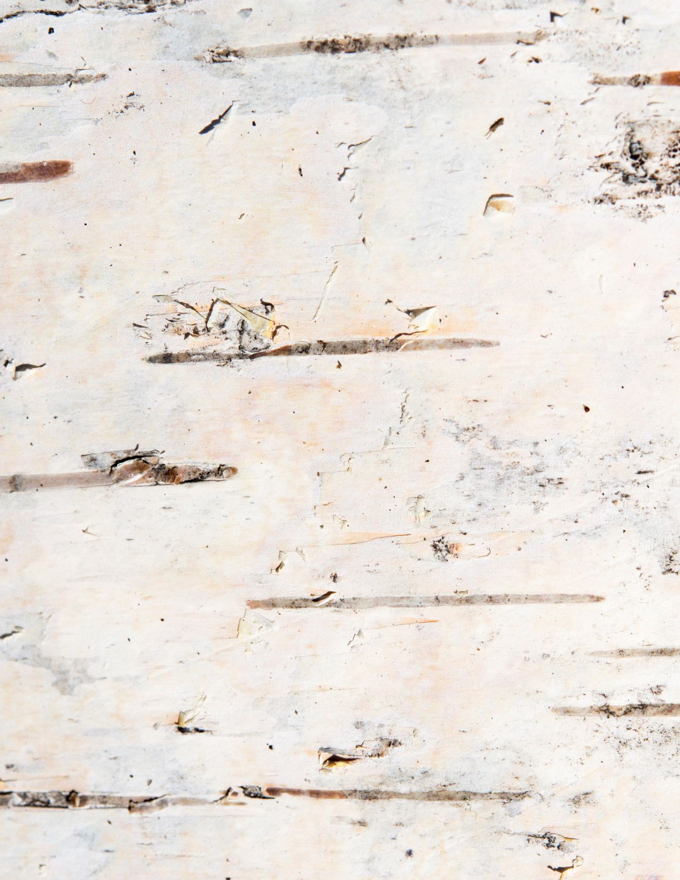 Close-up of light birch tree bark with small peeling layers and dark horizontal markings.