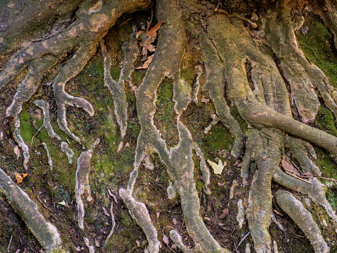 Close-up of tree roots covered with moss and scattered dry leaves on forest floor.