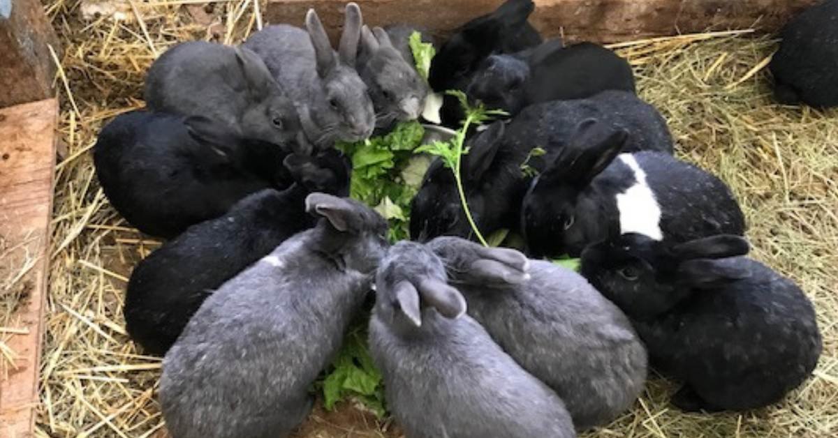 Rabbits eating fresh produce.
