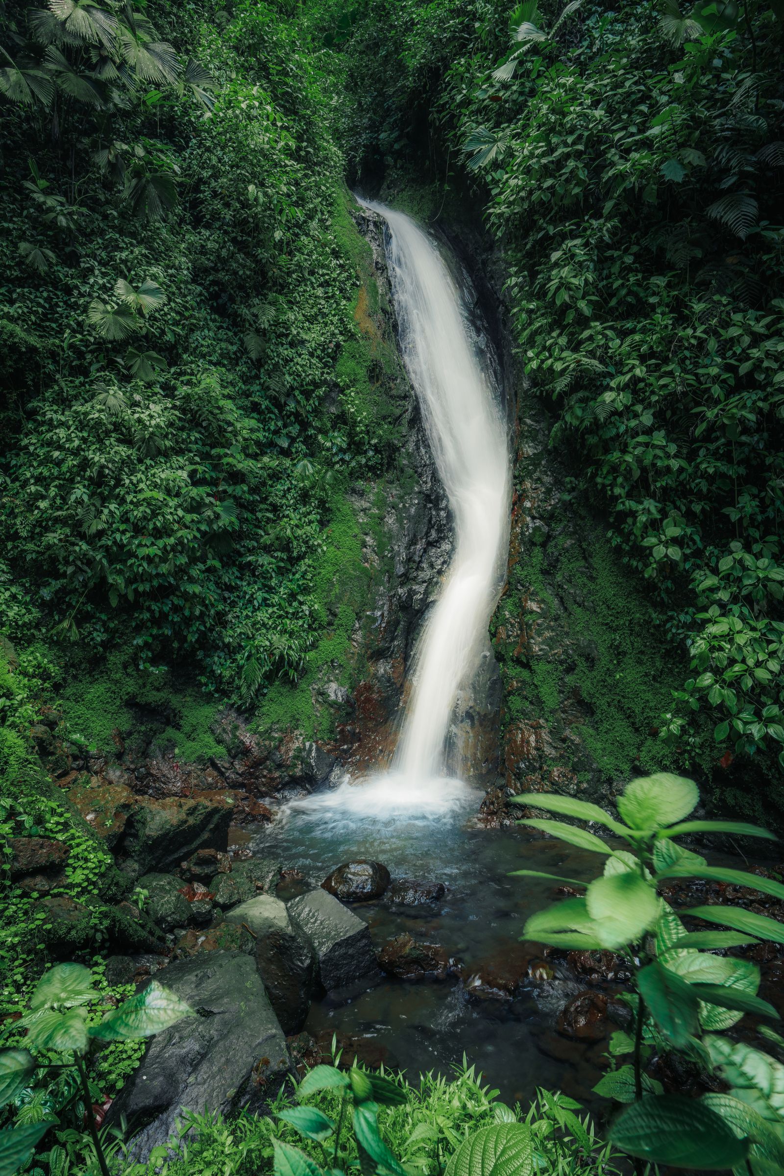 Kuranda tropical rainforest