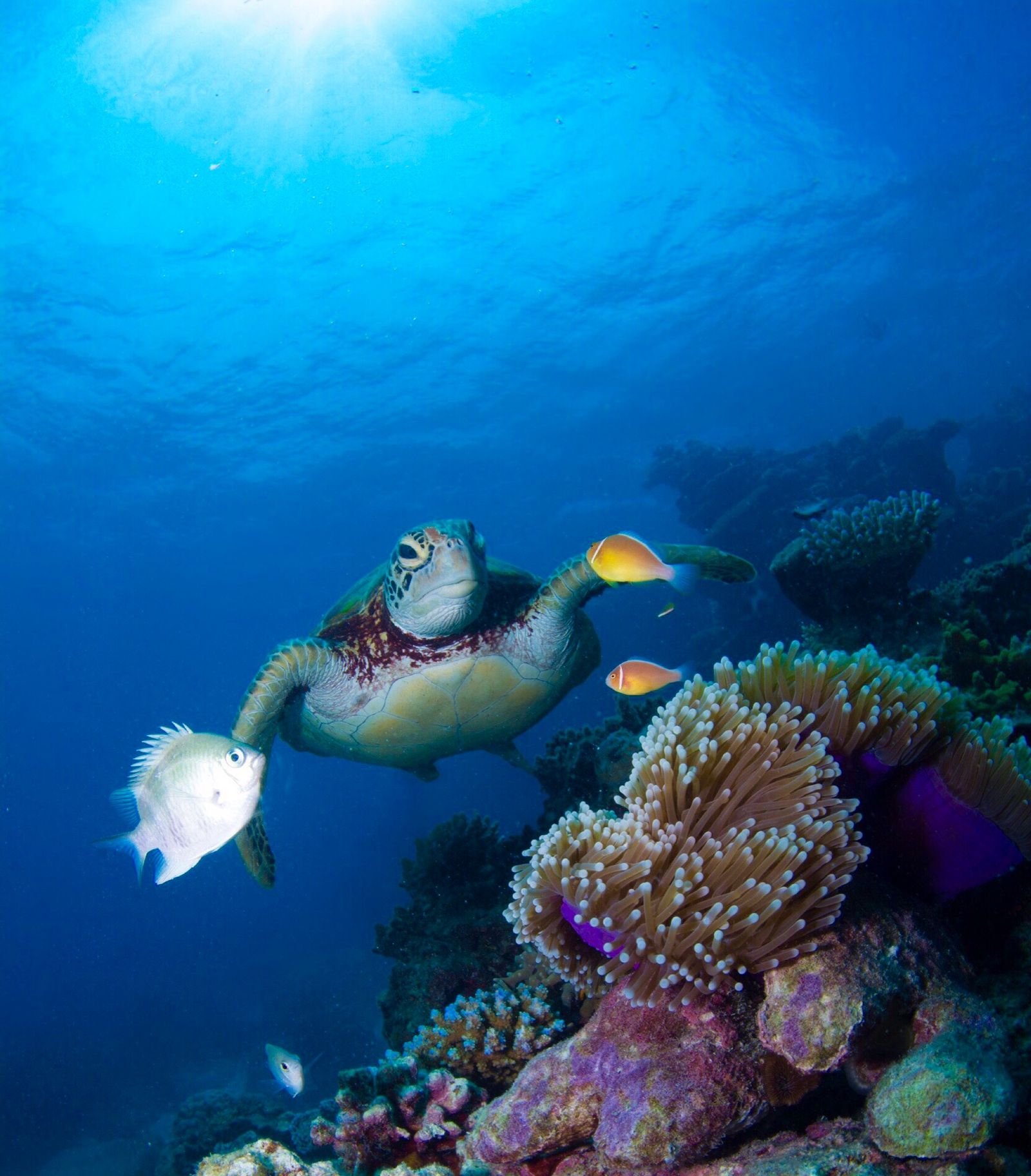 Great Barrier Reef