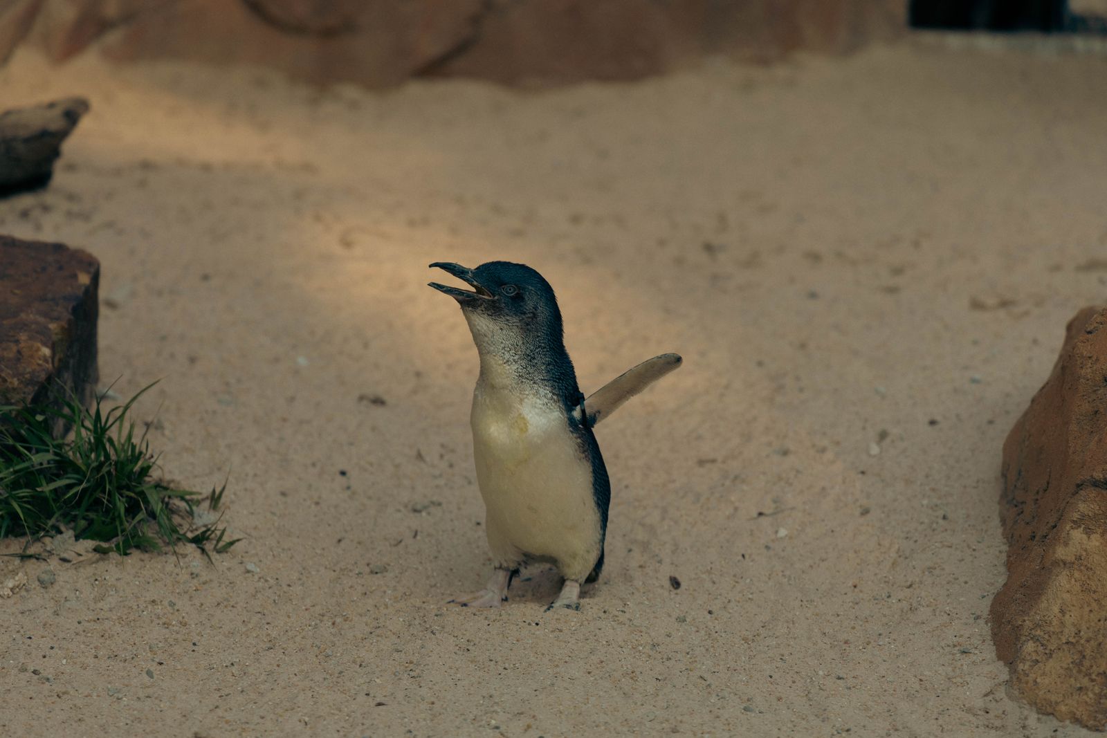 Phillip Island little penguin