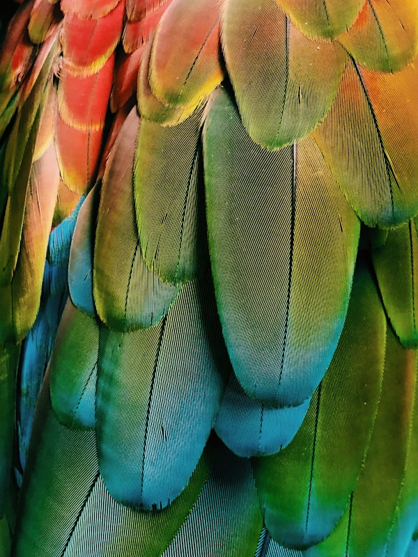 Close up of a rescue scarlet macaw.