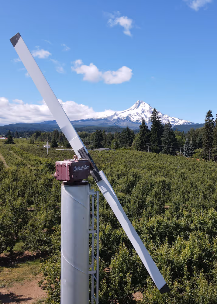 Working pear orchard with Mt. Hood visible in the distance on a clear summer day