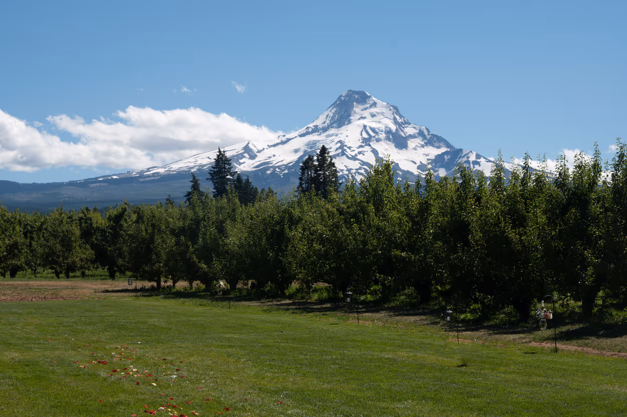 Snow-capped Mt. Hood rising above a green summer pear orchard in the Hood River Valley