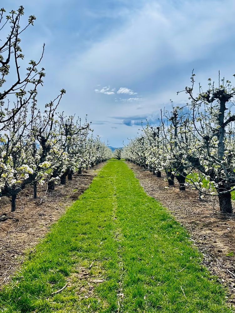 Grass aisle running between two long rows of pear trees in early spring bloom under a soft sky