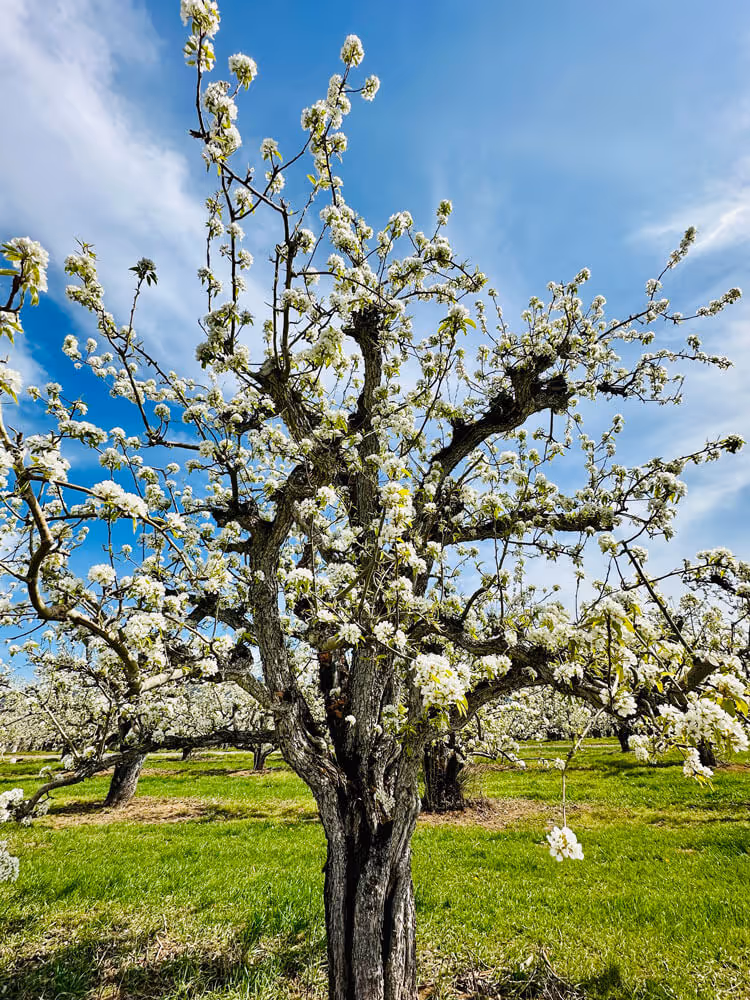 Single pear tree in full white bloom against a blue sky in a spring orchard