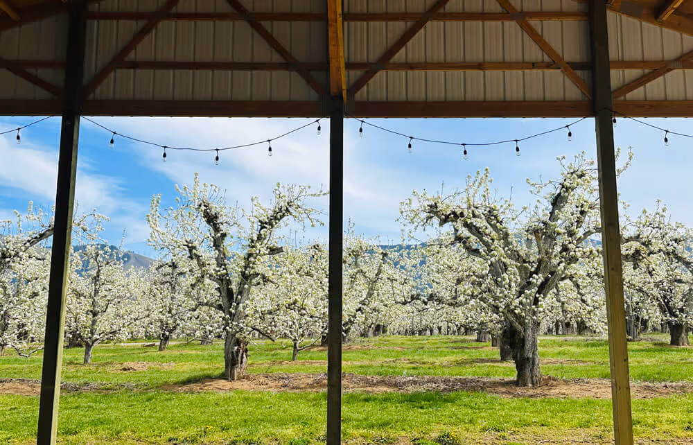 View of blossoming pear orchard from under a covered pavilion strung with bistro lights