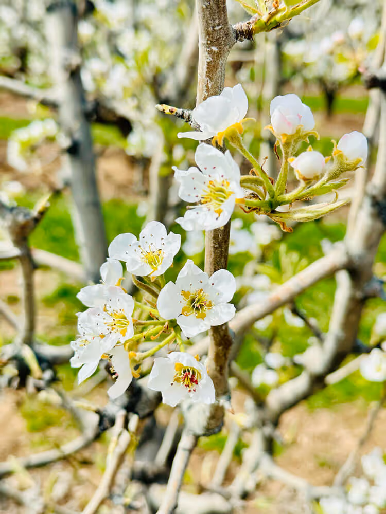 Close-up of white pear blossoms with yellow centers on a budding branch